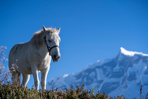 A landscape with mountains in a sunny day with a beautiful white horse  in the foreground. Natural baclground in mountains