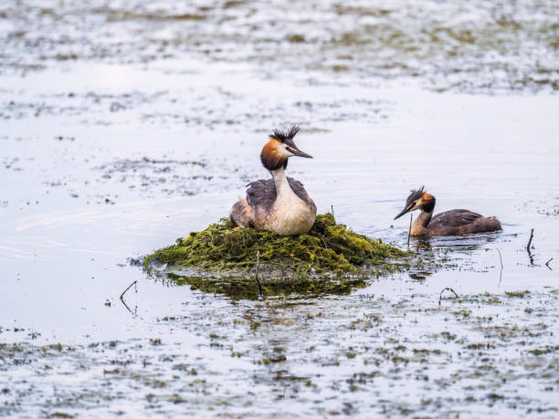 istock Great Crested Grebe, Podiceps cristatus, water bird sitting on the nest, nesting time on the green lake 1445902156