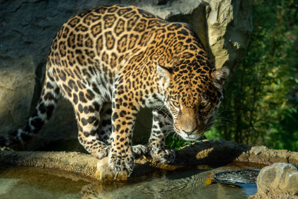 istock The jaguar (Panthera onca) is a big cat 1445907729