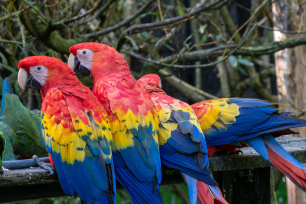 istock Group of ara parrots, red parrot 1445907731