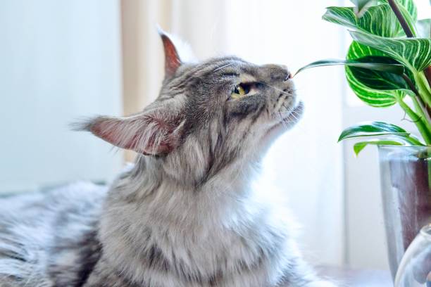 Close-up of cat sniffing and biting green houseplant Close-up of a cat sniffing and biting a green houseplant. Pets, lifestyle, house, animals, lifestyle concept cat sniff stock pictures, royalty-free photos & images