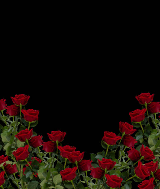 I made this heart with a duplicated rose.