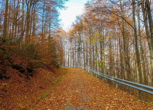 istock A road covered with yellowed leaves through the autumn forest 1445915181