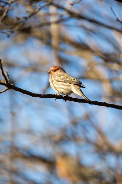 istock Closeup shot of a cute little fluffy common redpoll perched on a tree branch 1445915529