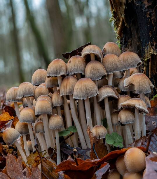 istock Large group of mica caps in the winter 1445915596