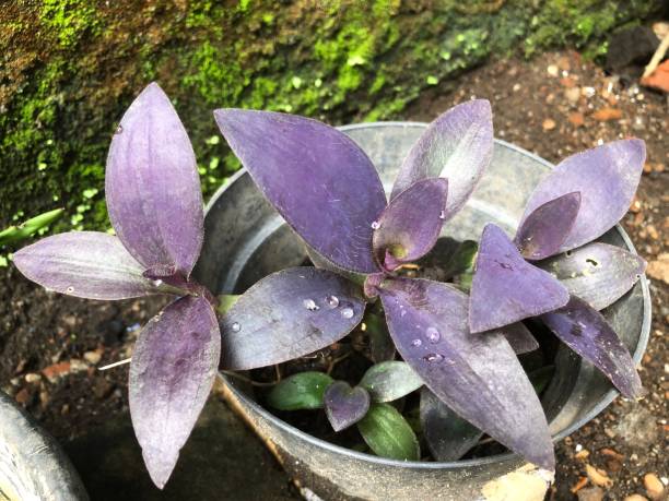 istock A decorative plant with purple leaves 1445915754