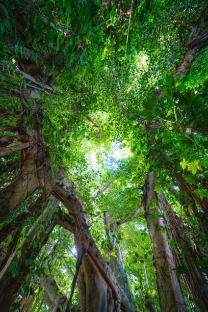 istock Beautiful shot of trees in blue sky 1445916368