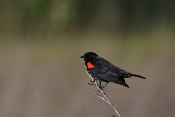 istock Closeup shot of a red-winged black bird perched on a tree branch 1445916452