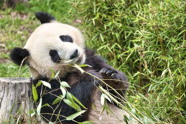 istock Big black and white panda sitting on the ground and eating bamboo 1445916532