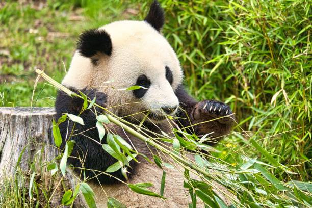 istock Big black and white panda sitting on the ground and eating bamboo 1445916534