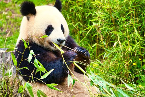 istock Big black and white panda sitting on the ground and eating bamboo 1445916537