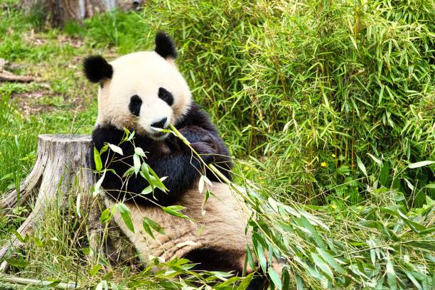 istock Big black and white panda sitting on the ground and eating bamboo 1445916543
