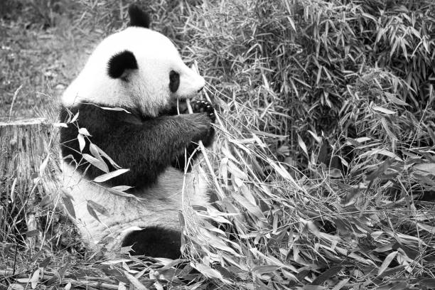 istock Big black and white panda sitting on the ground and eating bamboo 1445916548