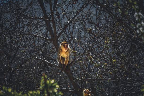 istock Closeup of the Marrakesh monkeys perched on the tree branches 1445916603