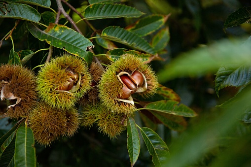Closeup shot of chestnuts on a branch with green leaves in a blurred background