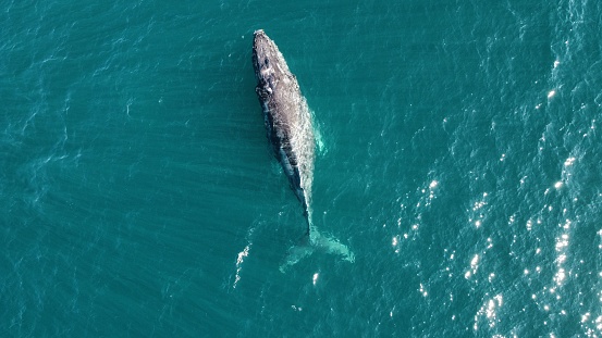 A top drone view of a gray whale swimming in the ocean near Baja California, Mexico