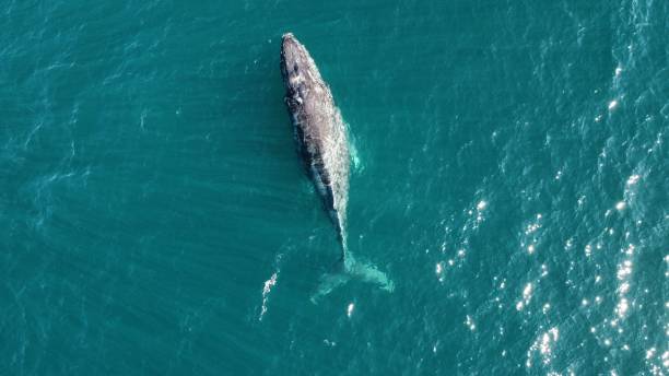 Top drone view of a gray whale swimming in the ocean near Baja California, Mexico A top drone view of a gray whale swimming in the ocean near Baja California, Mexico gray whale stock pictures, royalty-free photos & images