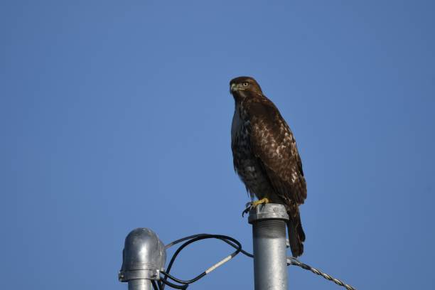 istock Large hawk perched on top of an electrical wire 1445917112