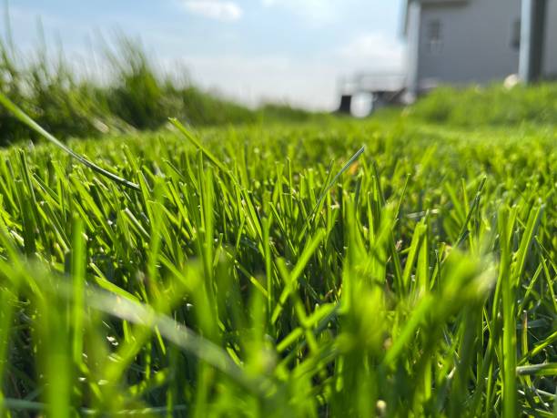istock Selective focus shot of green grass 1445917210