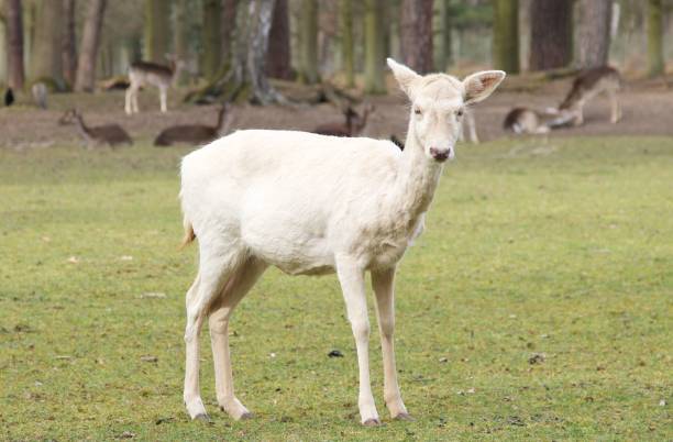 istock Cute white albino deer in a meadow 1445917393