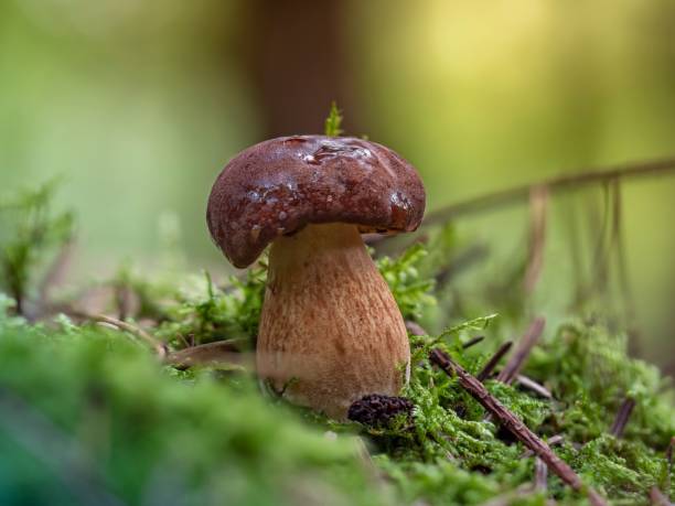 istock Young bay bolete mushroom (Imleria badia) in moss 1445917442