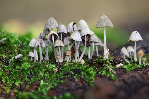 A closeup of Coprinellus disseminatus, commonly known as fairy inkcap.