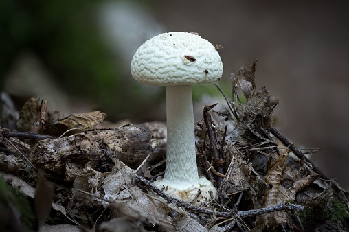 wild mushroom growing in a green meadow in sunny weather