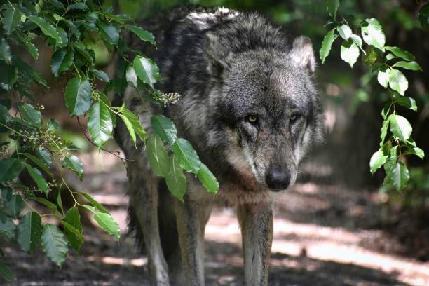 istock Closeup of a beautiful wolf in a forest 1445917572
