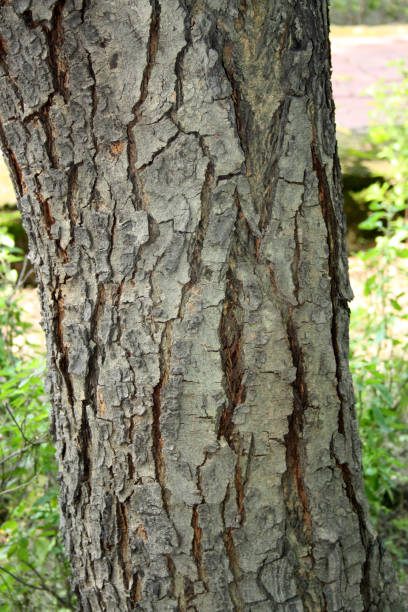istock Indian lilac or Neem (Azadirachta indica) tree trunk with rough and cracked bark : (pix SShukla) 1445917657