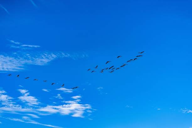 istock Flock of birds flying across blue sky 1445917677