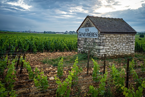 A stone small building with sign Meursault les Genevrieres during surrounded by vines