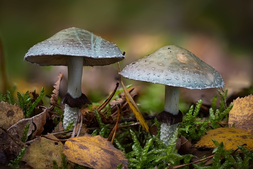 A closeup of Stropharia aeruginosa, commonly known as the verdigris agaric.