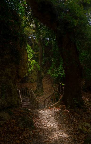 istock Trail in a dense forest, Greece Old Kavala 1445918006