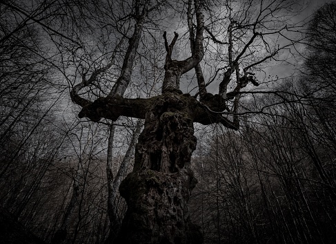 An old abstract tree in a creepy forest