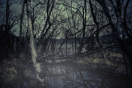 A pond surrounded by leafless trees in the forest. Dark gloomy landscape.