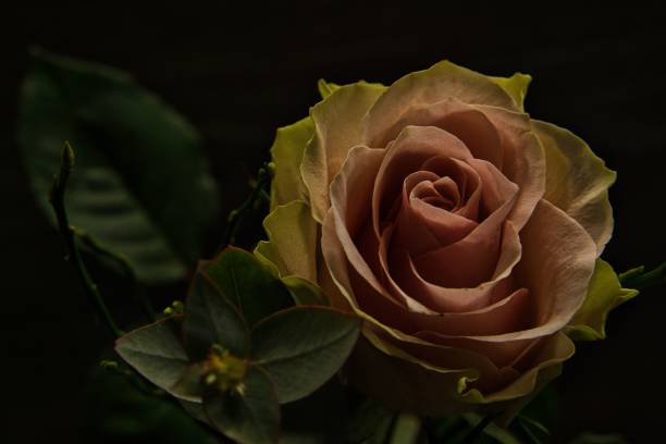istock Closeup of a rose against dark blurry background 1445918278
