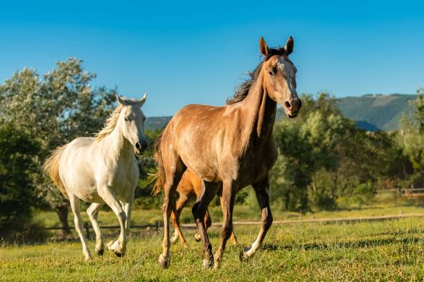 istock Herd of horses running 1445918464