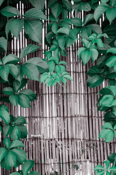 istock Bamboo fence overgrown with leaves 1445918472