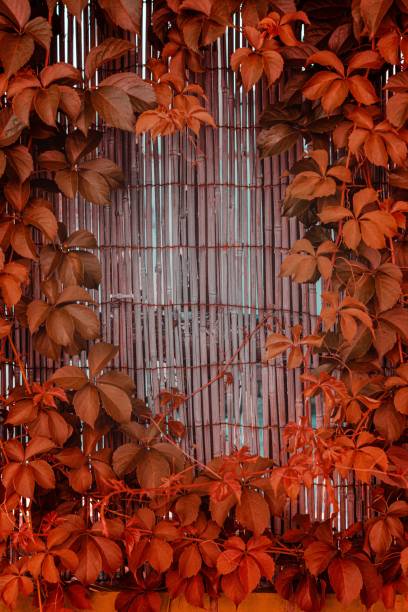 istock Bamboo fence overgrown with leaves 1445918474