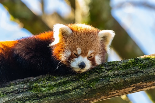 A red panda, Ailurus fulgens, lying on a bamboo