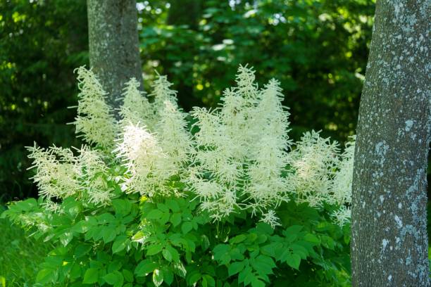 Goatsbeard growing in the forest The goatsbeard growing in the forest goatsbeard stock pictures, royalty-free photos & images