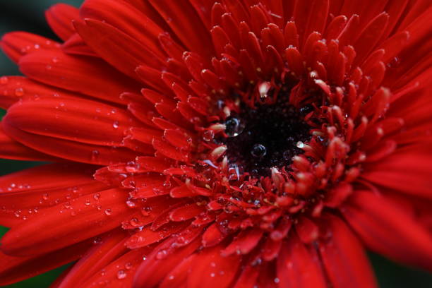 Bright red daisy close up