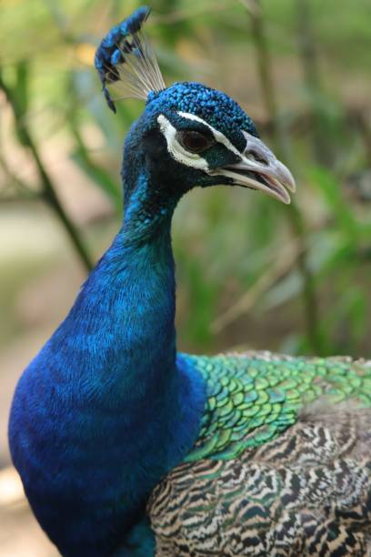 istock Beautiful shot of a peafowl 1445919629