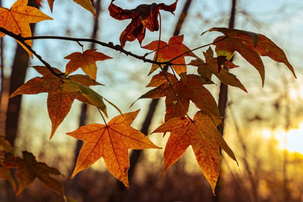 istock Closeup of autumn leaves at sunset. 1445919663