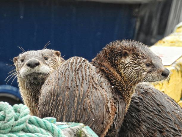 istock Wet sea otters getting dry after swimming on blurred background 1445920034