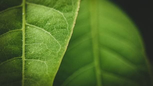 istock Macro shot of a green leaf texture 1445920095