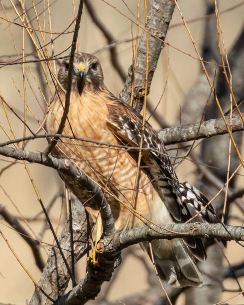 istock Portrait of majestic red-tailed hawk resting on a tree branch 1445920112