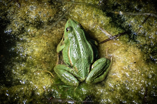 A closeup of the green frog on the wet green surface. Lithobates clamitans. Top view.