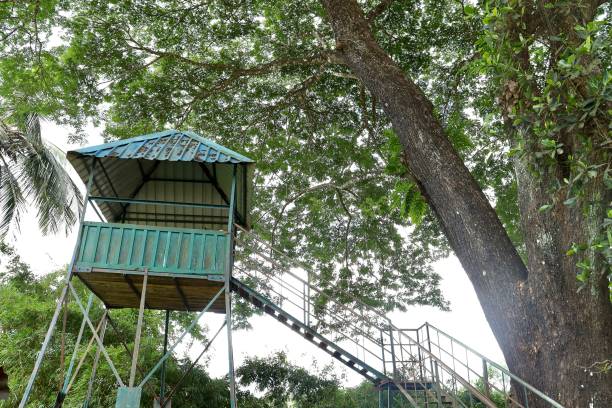 istock A Watch Tower in a Jungle 1445920184
