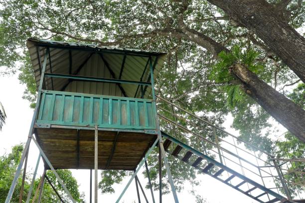 istock A Watch Tower in a Jungle 1445920265